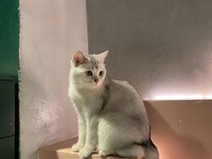 -猫儿山۰猫主题餐厅