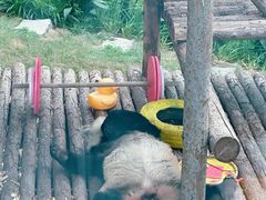 -大连森林动物园