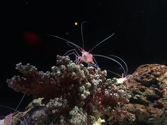 -暹罗海洋世界