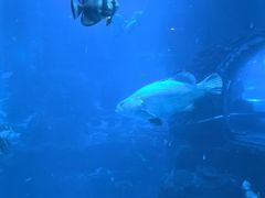 -太平洋海底世界