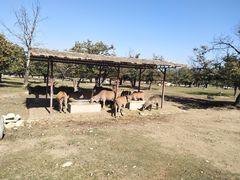 各种次次次-西安秦岭野生动物园