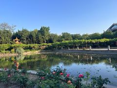 -嘉定紫藤园