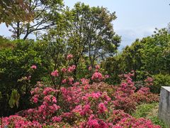 -梧桐山风景名胜区