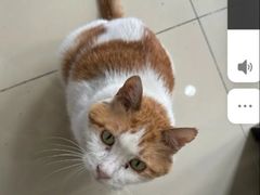 -纳吉亚猫专科动物诊疗中心(蒋宅口分院)