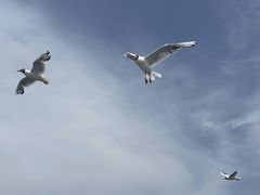 -乌梁素海景区