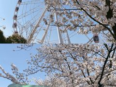 -顾村公园