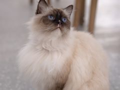 -共舞时光猫咖·狗咖(新街口店)
