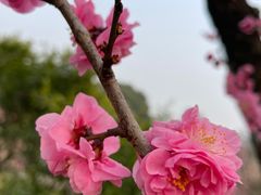 -无锡梅园公园