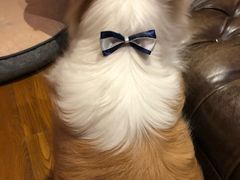 -BABYDOG宝贝狗宠物乐园(欧洲城店)