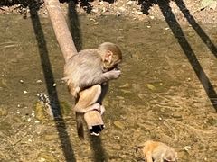 -西双版纳原始森林公园
