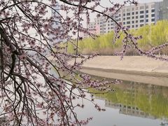 -桃花堤公园