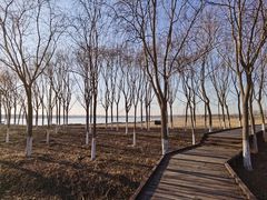 -西青郊野公园