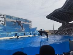 -上海海昌海洋公园