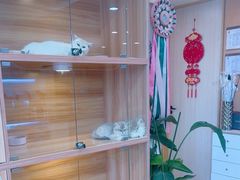 -猫十亿·布偶金渐层·曼基康矮脚猫舍(青年路店)