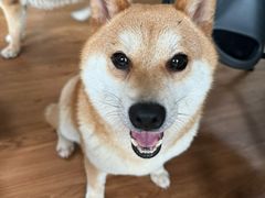 -柴犬高等学院·狗咖·柴犬售卖·宠物训练