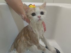 -帕帕拉兹宠物(亚洲旗舰店)