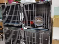 -中农大我爱我爱动物医院·核磁CT·猫病·24小时夜诊中心(石佛营店)