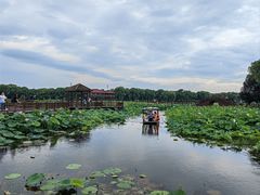 -荷塘月色湿地公园·向阳花洲