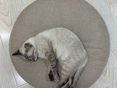 -猫和宫(六道口店)