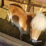春天马术🏇🏻知道一下！