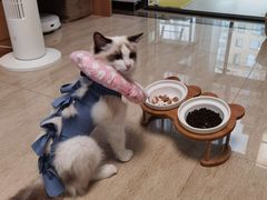 -顺强宠物诊所·狂犬免疫·夜诊·骨科(嘉定店)