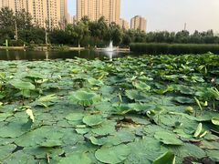 -前关湿地公园