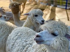 -新疆天山野生动物园