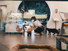 -有猫主题·治愈系猫咖(曾厝垵店)