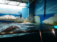 -秦皇岛乐岛海洋王国