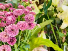 -PlantsEatery·植物食堂(REX春熙店)