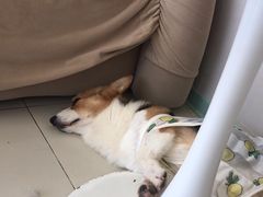 -怪兽屋·羊驼·猫咖·狗咖(俊华广场店)