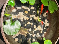 -曲水兰亭(北京四惠店)