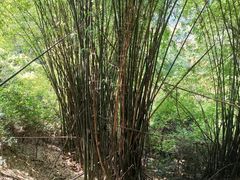 -南山植物园