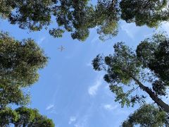 -空港花田景区