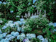 -Lamant Manor已闻花名关於蓝