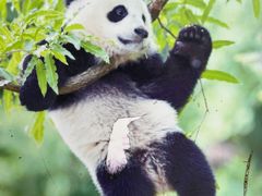 -成都动物园