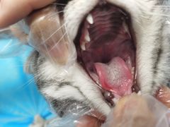 -纳吉亚猫专科动物诊疗中心(蒋宅口分院)