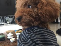 -Oh My Dog宠物沙龙(伊珊娜皮毛护理店)