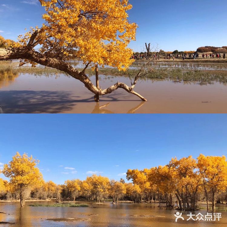 《英雄》取景地额济纳旗🍂绝美胡杨林