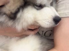 -Let's go狗咖·猫咖·奶狗·桌游(春熙路IFS店)