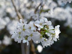 -武汉大学-樱园