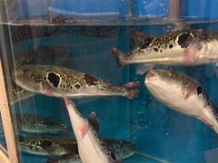 -天正河鲀·河豚亭(大连店)