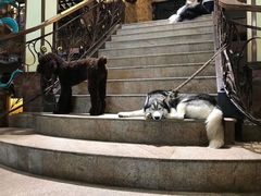 -more than meow吴止猫主题餐厅(承德 中船汇店)