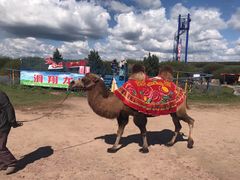 -塞罕坝国家级自然保护区