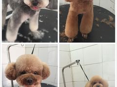 -萌萌喵宠物(百水芊城阅水坊店)