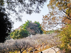 -玉树公园