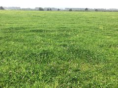 -马白开来特色羊排揪片子  (总店)