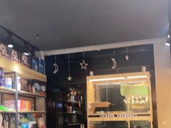 -欣宠猫屋·矮脚拿破仑·蓝金金渐层