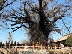 -大槐树寻根祭祖园