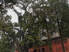 -中岳庙